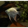 Scalaire leopard blue - Pterophyllum scalare