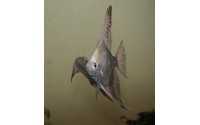 Scalaire leopard blue - Pterophyllum scalare