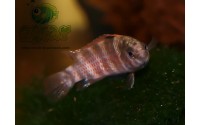 Poisson caméléon de Buxar - Badis singenensis