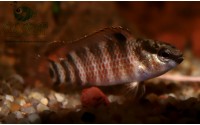 Poisson caméléon de Buxar - Badis singenensis