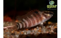 Poisson caméléon de Buxar - Badis singenensis