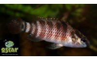 Poisson caméléon de Buxar - Badis singenensis