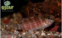 Poisson caméléon de Buxar - Badis singenensis