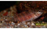 Poisson caméléon de Buxar - Badis singenensis