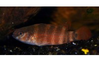 Poisson caméléon de Buxar - Badis singenensis