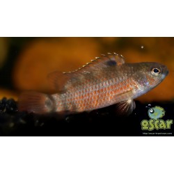 Poisson caméléon de Buxar - Badis singenensis