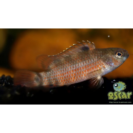 Poisson caméléon de Buxar - Badis singenensis