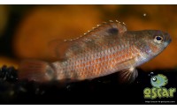 Poisson caméléon de Buxar - Badis singenensis