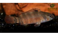 Poisson caméléon de Buxar - Badis singenensis