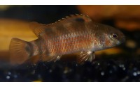 Poisson caméléon de Buxar - Badis singenensis