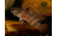 Poisson caméléon de Buxar - Badis singenensis