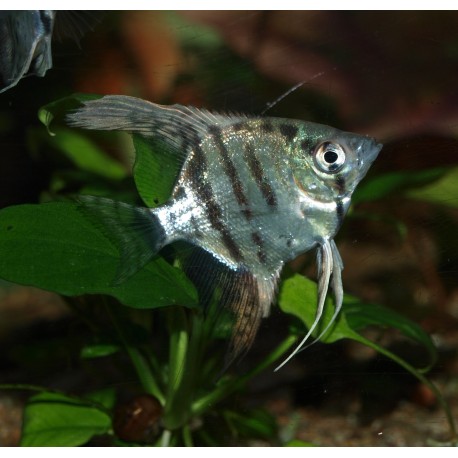 Scalaire jaguar - Pterophyllum scalare