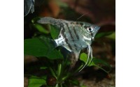 Scalaire jaguar - Pterophyllum scalare