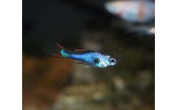 Guppy Cumana Silverado - Poecilia wingei