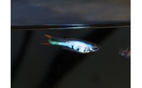 Guppy Cumana Silverado - Poecilia wingei