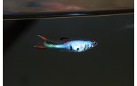 Guppy Cumana Silverado - Poecilia wingei