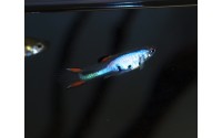 Guppy Cumana Silverado - Poecilia wingei