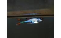 Guppy Cumana Silverado - Poecilia wingei