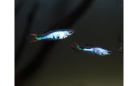 Guppy Cumana Silverado - Poecilia wingei