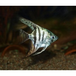 Scalaire jaguar - Pterophyllum scalare