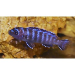 Chindongo elongatus Mpanga