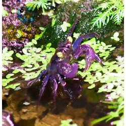Crabe vampire purple - Geosesarma aristocratensis