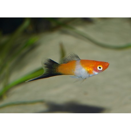 Xipho porte épée "kohaku wagtail" mâle - Xiphophorus helleri