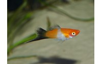 Xipho porte épée "kohaku wagtail" mâle - Xiphophorus helleri