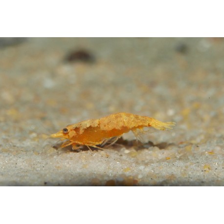 Crevette sakura orange - Neocaridina davidii