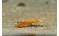 Crevette sakura orange - Neocaridina davidii