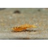 Crevette sakura orange - Neocaridina davidii