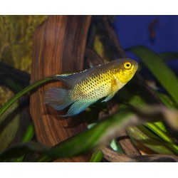 Cichlidé nain golden-eye - Nannacara anomala