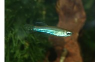 Poropanchax luxophthalmus