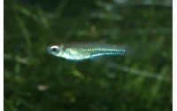 Poropanchax luxophthalmus