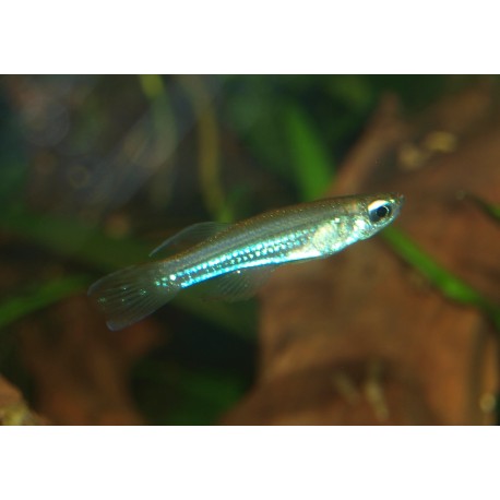 Poropanchax luxophthalmus