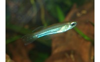 Poropanchax luxophthalmus