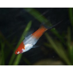 Xipho porte épée "kohaku wagtail" mâle - Xiphophorus helleri
