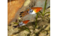 Xipho koï tricolor - Xiphophorus helleri