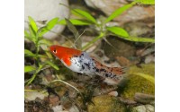 Xipho koï tricolor - Xiphophorus helleri