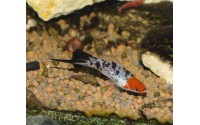 Xipho koï tricolor - Xiphophorus helleri