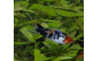 Xipho koï tricolor - Xiphophorus helleri