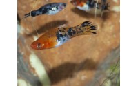 Xipho koï tricolor - Xiphophorus helleri