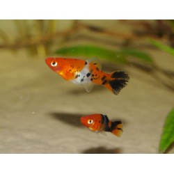 Xipho koï tricolor - Xiphophorus helleri