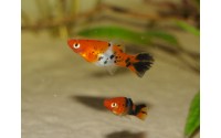 Xipho koï tricolor - Xiphophorus helleri