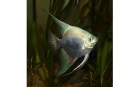 Scalaire leopard blue - Pterophyllum scalare