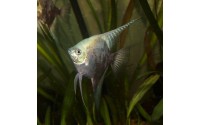 Scalaire leopard blue - Pterophyllum scalare