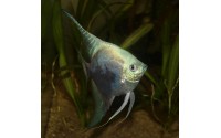 Scalaire leopard blue - Pterophyllum scalare