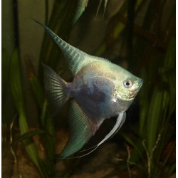 Scalaire leopard blue - Pterophyllum scalare