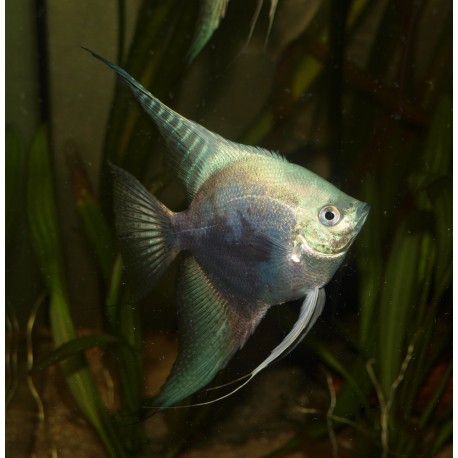 Scalaire leopard blue - Pterophyllum scalare