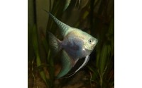 Scalaire leopard blue - Pterophyllum scalare